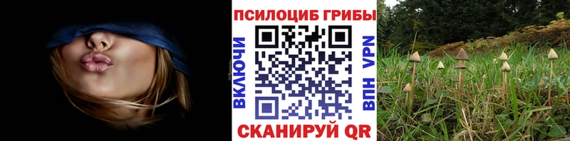 Псилоцибиновые грибы Psilocybine cubensis  цены   Луховицы 